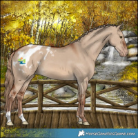 Horse Color:Red Dun Blanket 