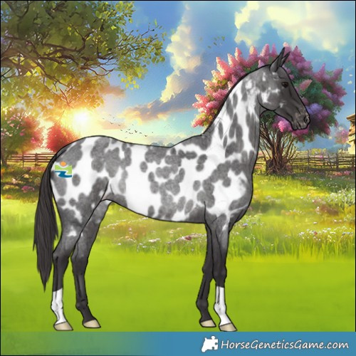 Horse Color:Smoky Blue Roan Appaloosa Rabicano 