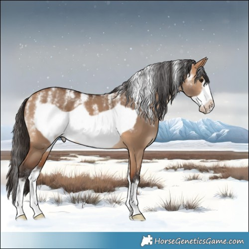 Horse Color:Powder White Bay Dun Frame 