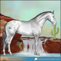 Horse Color:Bay Chinchilla Onyx Appaloosa
