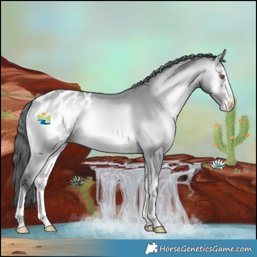 Horse Color:Bay Chinchilla Onyx Appaloosa 