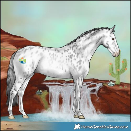 Horse Color:Bay Chinchilla Onyx Near Leopard 