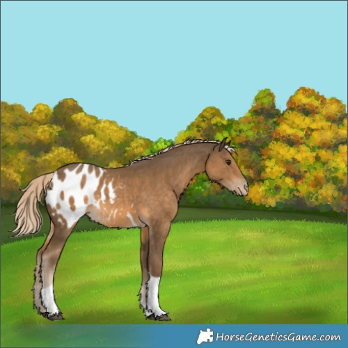 Horse Color:Chocolate Palomino Tobiano Appaloosa 
