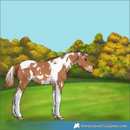 Horse Color:White Spotted Chestnut Tobiano Appaloosa 