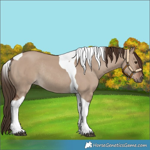 Horse Color:Liver Red Dun Tobiano Rabicano 