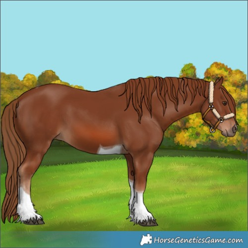 Horse Color:Chestnut Tobiano 