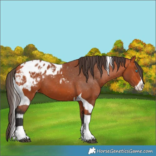 Horse Color:Bay Splash Tobiano Blanket  and Bay Splash Tobiano Blanket 