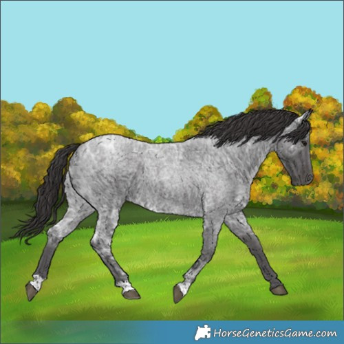 Horse Color:Smoky Blue Ice Roan