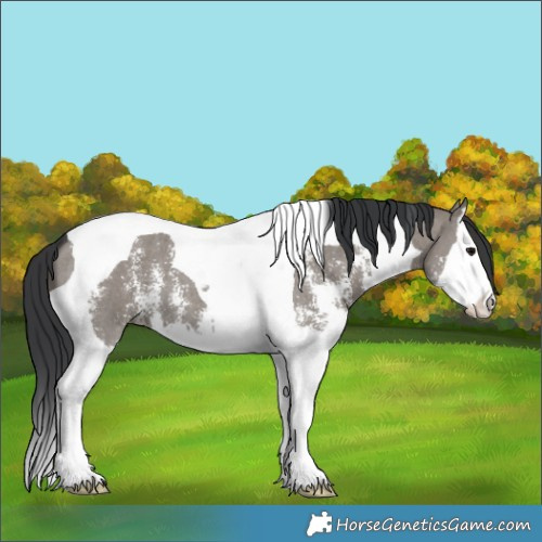 Horse Color:Grullo Sabino Splash Tobiano