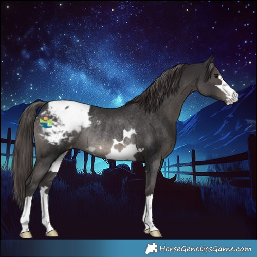 Horse Color:Smoky Black Appaloosa Rabicano