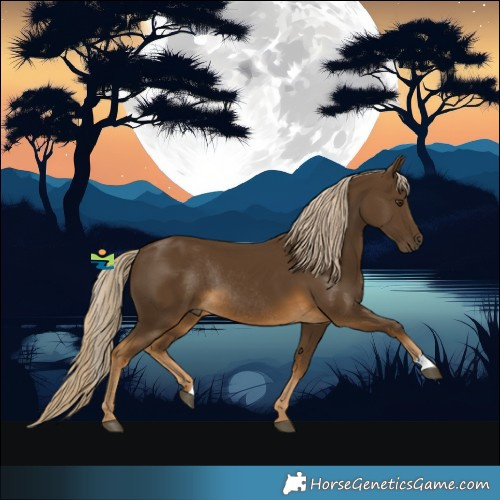 Horse Color:Chocolate Palomino Rabicano 