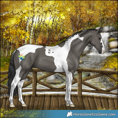 Horse Color:Grullo Tobiano 