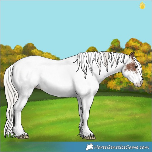 Horse Color:White Spotted Silver Black Rabicano 