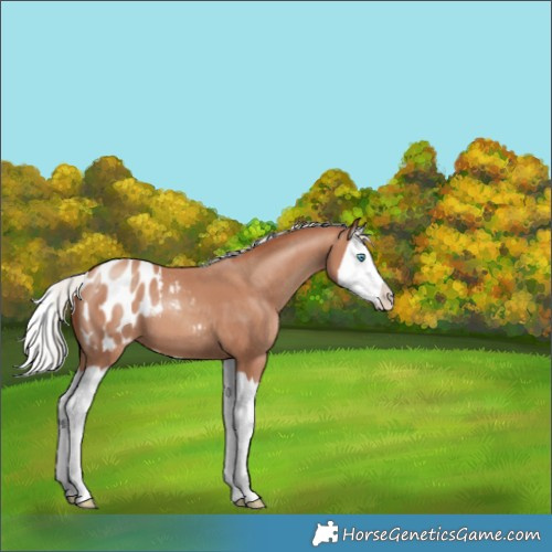 Horse Color:Silver Classic Champagne Splash Appaloosa 