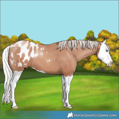 Horse Color:Silver Classic Champagne Splash Appaloosa