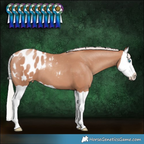 Horse Color:Silver Classic Champagne Splash Blanket 
