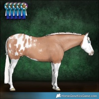 Horse Color:Silver Classic Champagne Splash Appaloosa