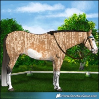 Horse Color:Buckskin Splash Frame and Gray Buckskin Splash Frame