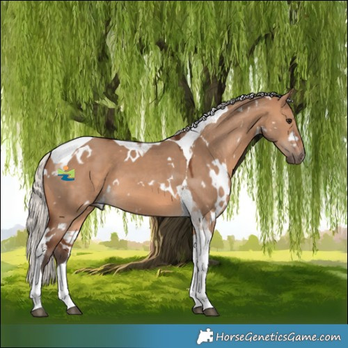 Horse Color:White Spotted Silver Brown Dun Tobiano 
