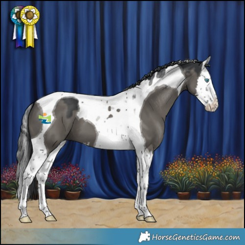 Horse Color:Grullo Splash Tobiano 