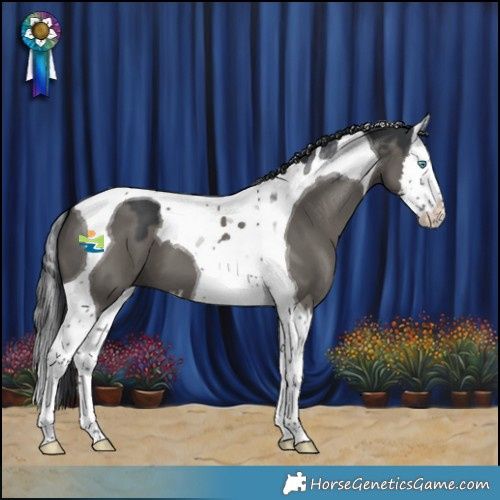 Horse Color:Grullo Splash Tobiano 