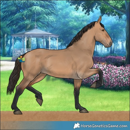 Horse Color:Bay Dun 