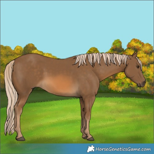 Horse Color:Chocolate Palomino 
