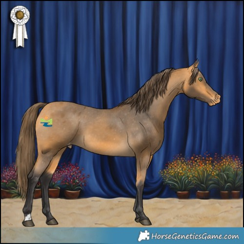 Horse Color:Buckskin Skewed Appaloosa 
