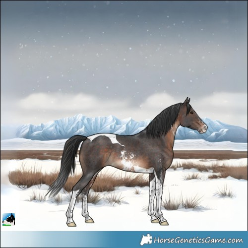 Horse Color:Brown Sabino Tobiano Rabicano 