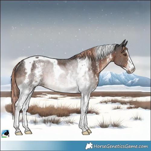 Horse Color:Liver Chestnut Sabino Tobiano Rabicano 
