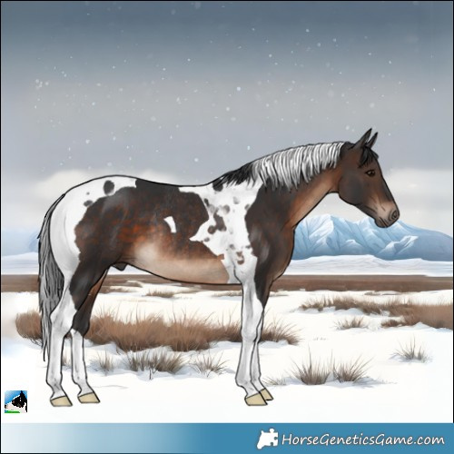 Horse Color:Brown Tobiano Rabicano 