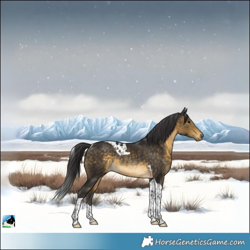 Horse Color:Buckskin Tobiano Rabicano 