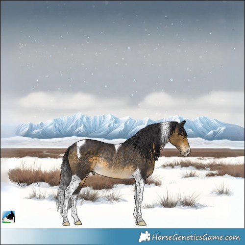Horse Color:Buckskin Tobiano Rabicano 