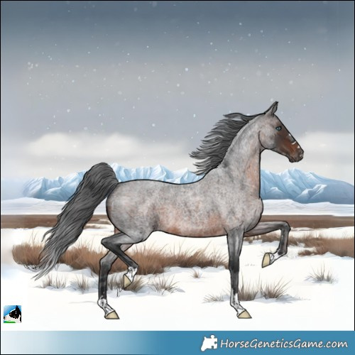Horse Color:Brown Roan Merle