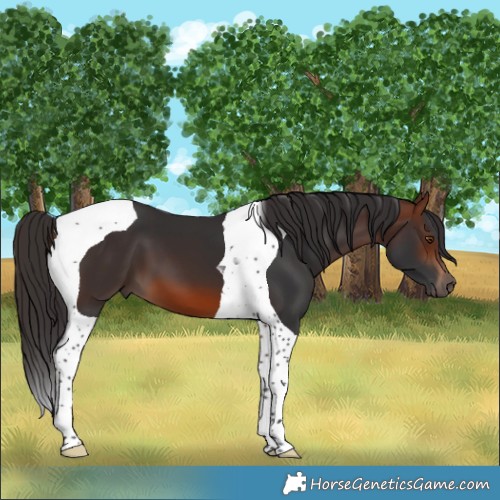 Horse Color:Brown Tobiano