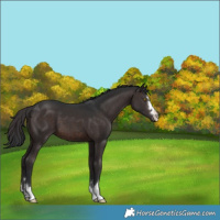 Horse Color:Brown 
