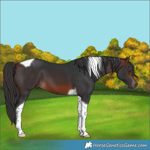 Horse Color:Brown Tobiano 