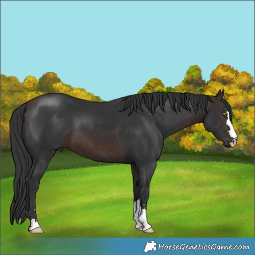 Horse Color:Brown 