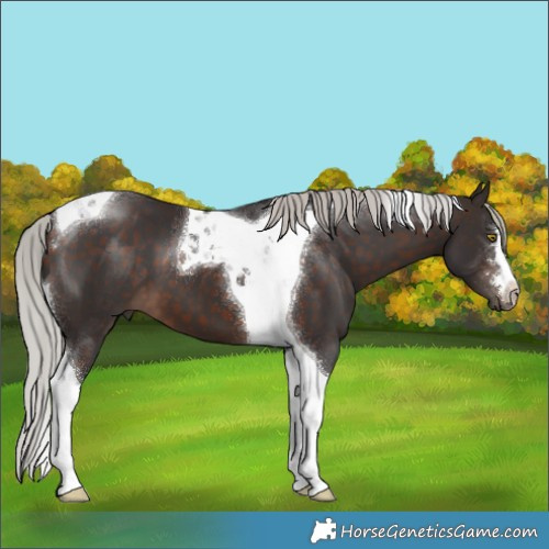 Horse Color:Silver Brown Tobiano