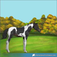 Horse Color:Brown Tobiano 