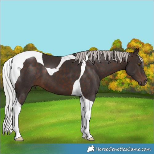 Horse Color:Silver Brown Tobiano 