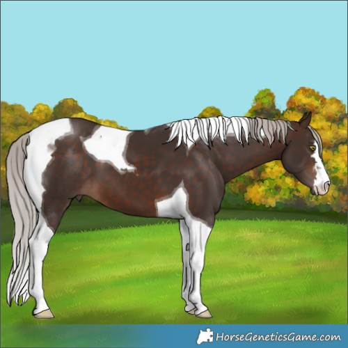 Horse Color:Silver Brown Tobiano 