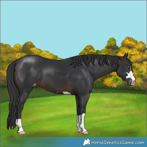 Horse Color:Brown Appaloosa 