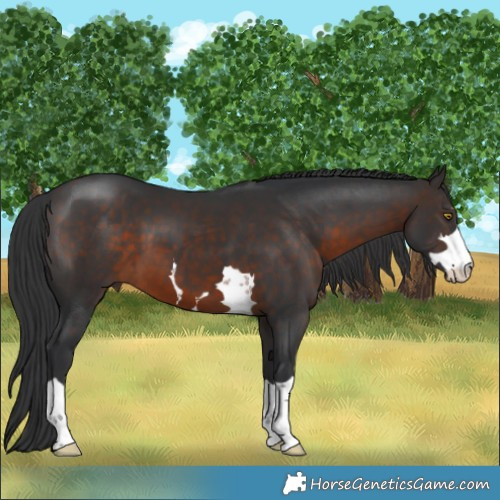 Horse Color:Brown 