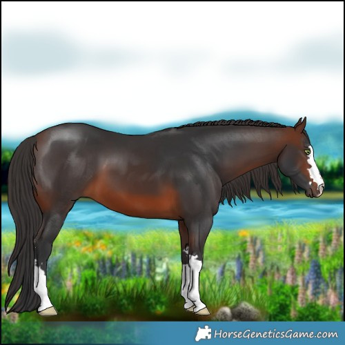 Horse Color:Brown 