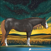 Horse Color:Liver Chestnut 