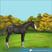 Horse Color:Liver Chestnut 