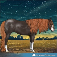 Horse Color:Liver Chestnut