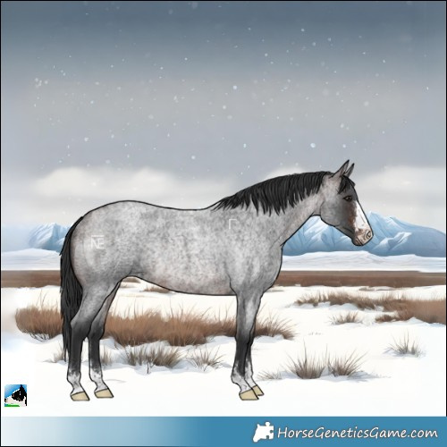 Horse Color:Brown Roan Rabicano