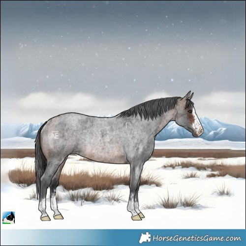 Horse Color:Brown Roan Merle Rabicano